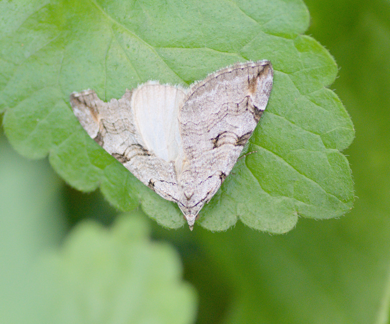 Aplocera efformata/plagiata