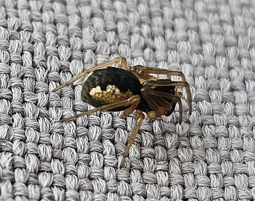 Pachygnatha degeeri