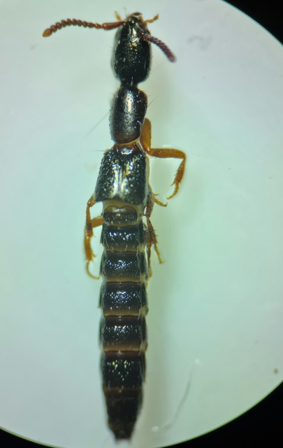 Xantholinus linearis - bronzfényű rovátkásholyva Xantholinus linearis - bronzfényű rovátkásholyva