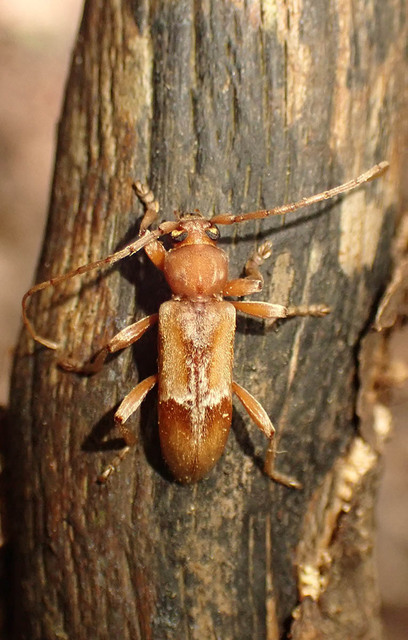 Trichoferus pallidus - sápadt éjicincér