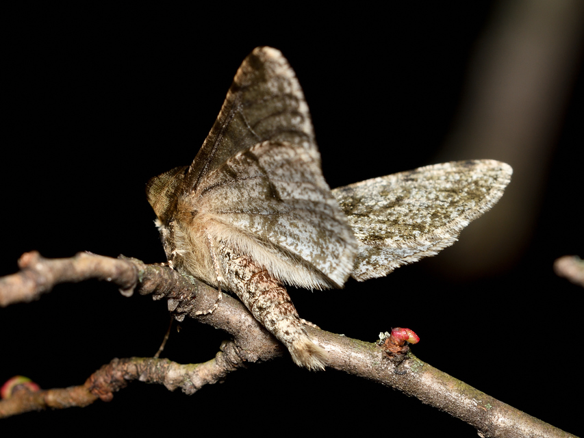 Apocheima pilosaria - zöldes tavasziaraszoló