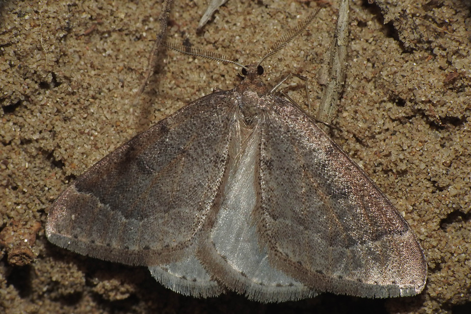 Theria rupicapraria - tavaszi kökényaraszoló