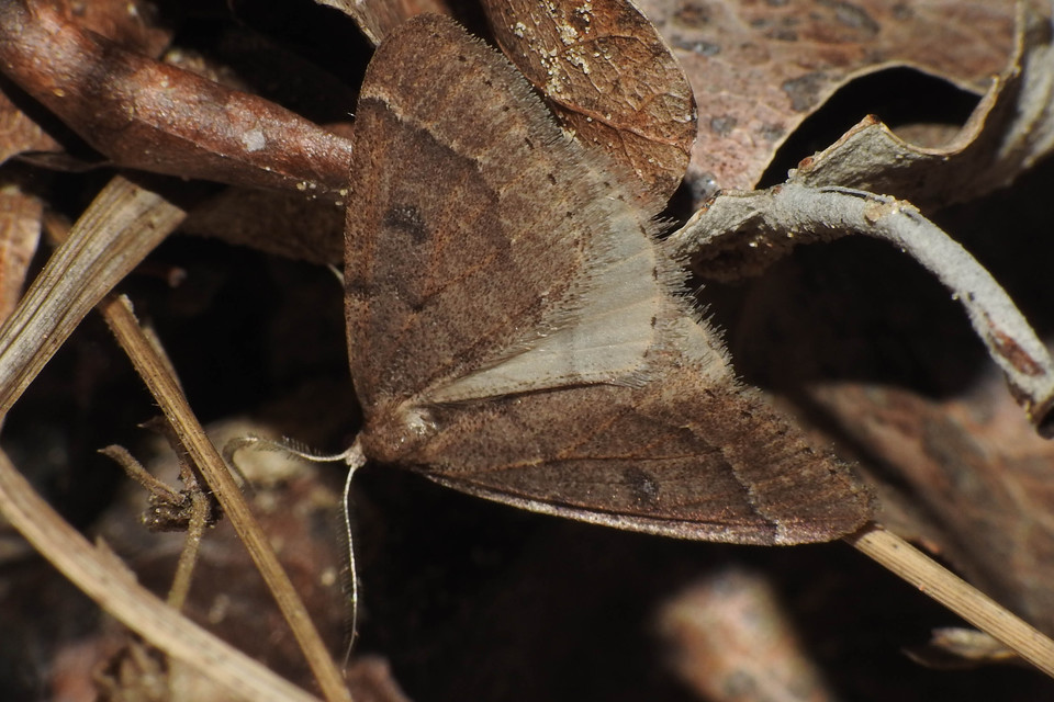 Theria rupicapraria - tavaszi kökényaraszoló