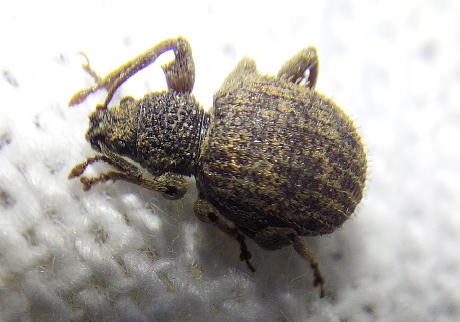 Otiorhynchus crataegi - galagonya-gyalogormányos