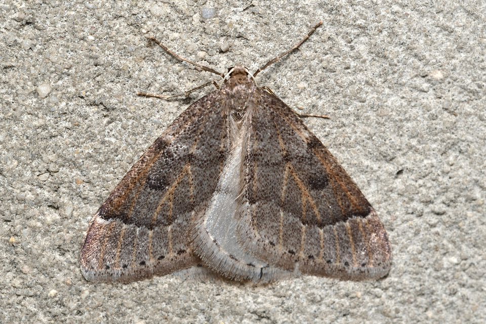 Theria rupicapraria - tavaszi kökényaraszoló