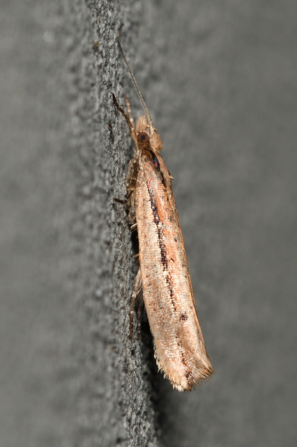 Ypsolopha ustella - csíkos tarkamoly