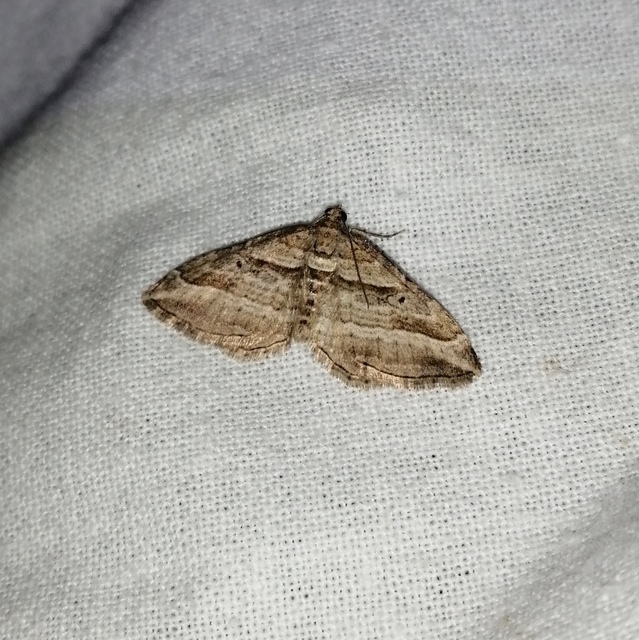 Costaconvexa polygrammata - soksávú araszoló