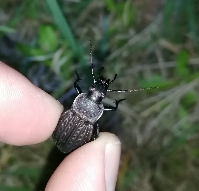 Carabus cancellatus - ragyás futrinka