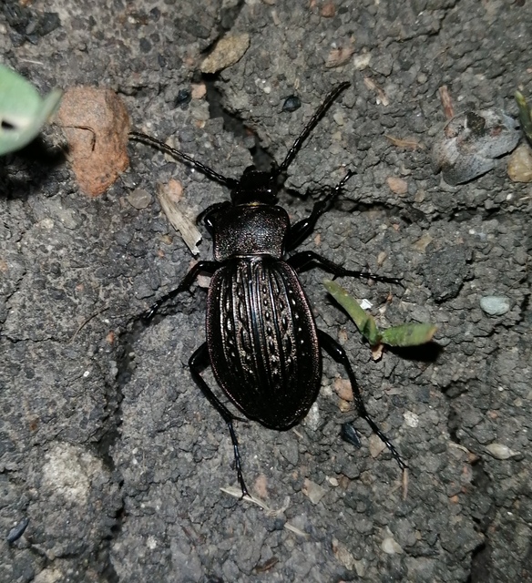 Carabus cancellatus - ragyás futrinka
