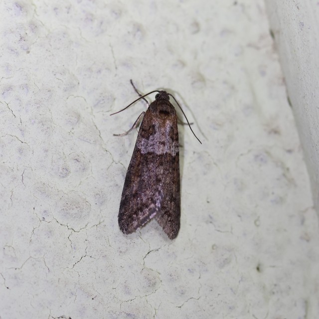 Tortricodes alternella - tavaszi sodrómoly