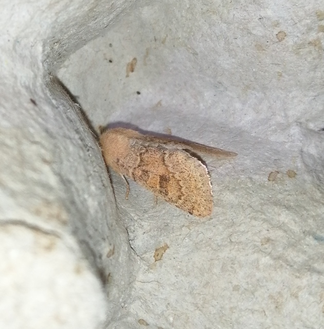Orthosia miniosa - sárgás barkabagoly