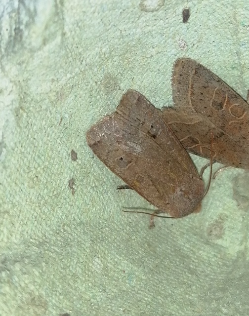 Conistra erythrocephala - vörösfejű őszibagoly