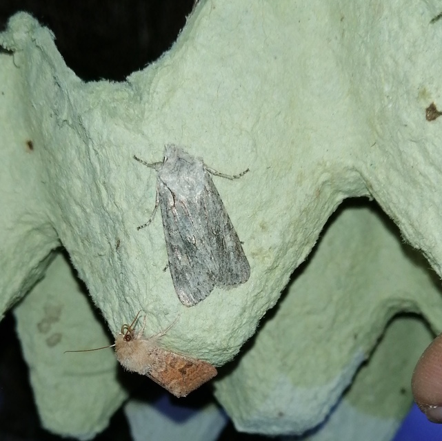 Lithophane ornitopus - közönséges fabagoly