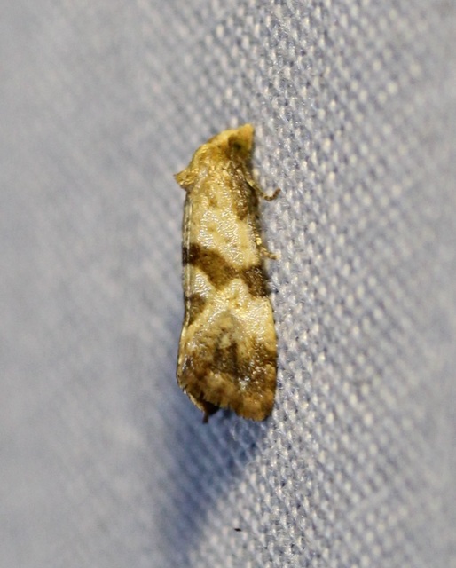 Phalonidia contractana - pipitér-fúrómoly