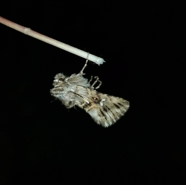 Calophasia lunula - gyújtoványfű-apróbagoly