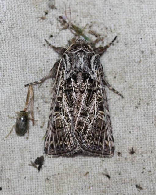 Tholera decimalis - közönséges fésűsbagoly