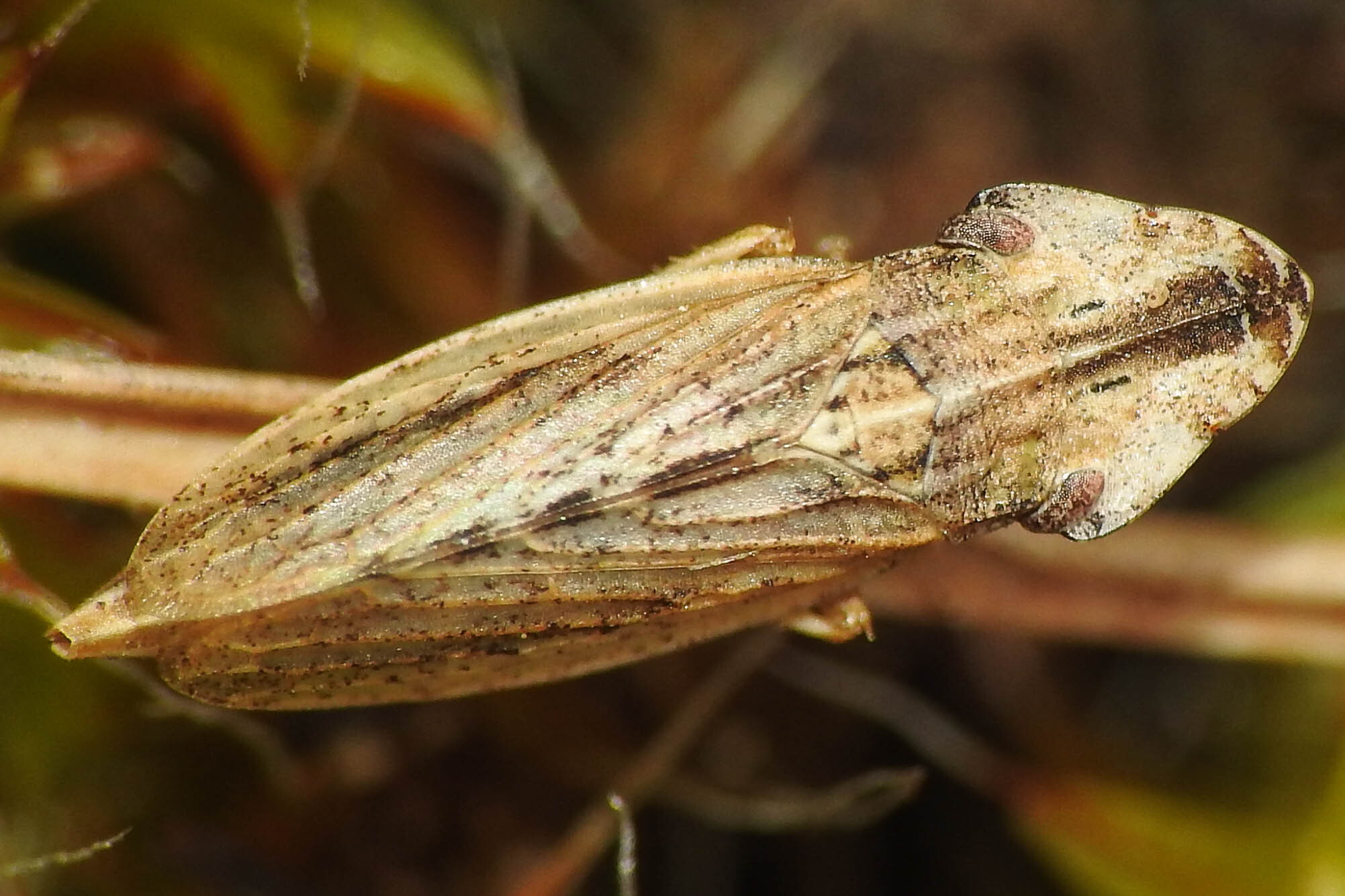 Eupelix cuspidata