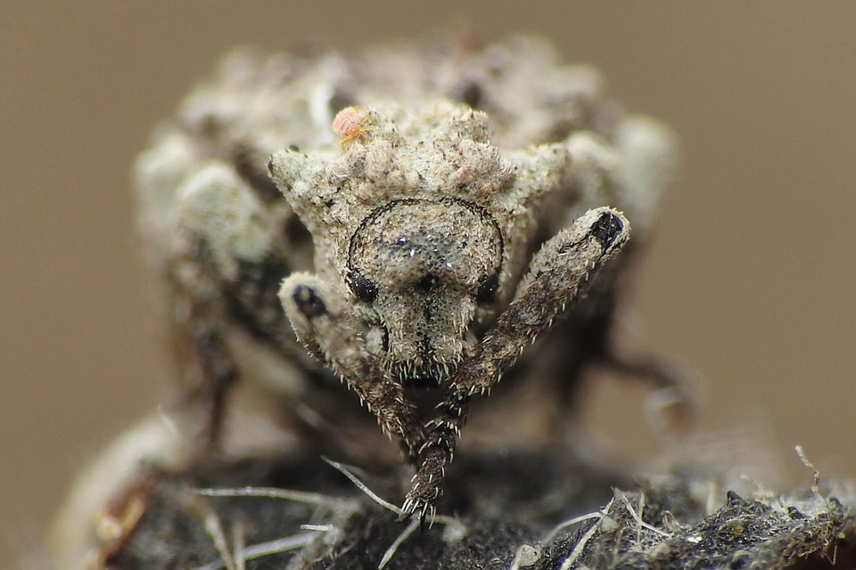 Herpes porcellus - bütyköshátú ormányos