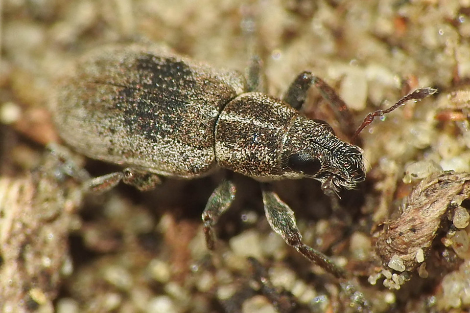 Sitona humeralis - lucerna-csipkézőbogár