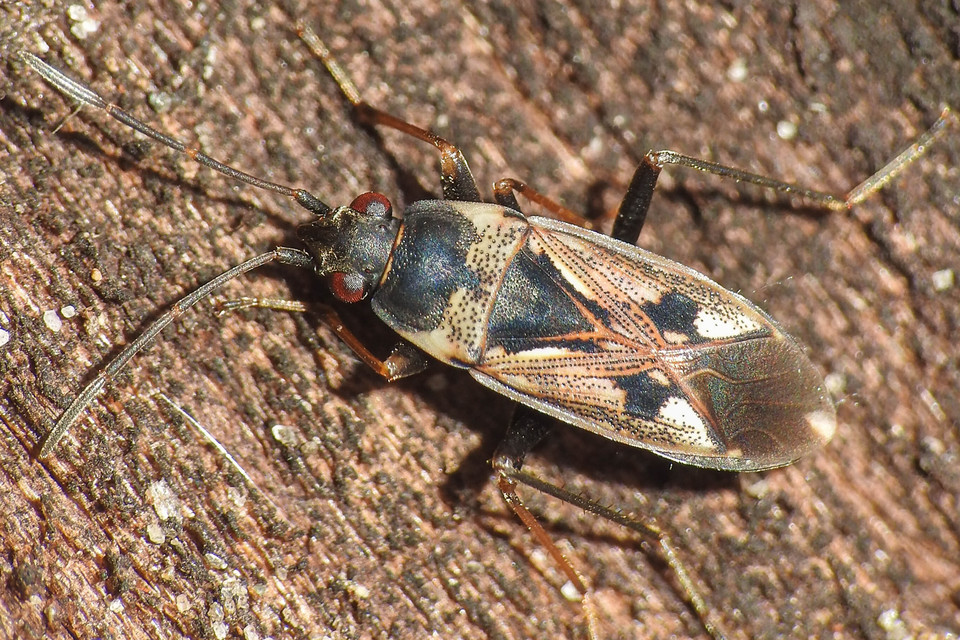 Rhyparochromus vulgaris - közönséges díszesbodobács