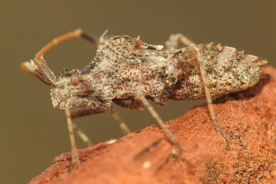 Centrocoris
