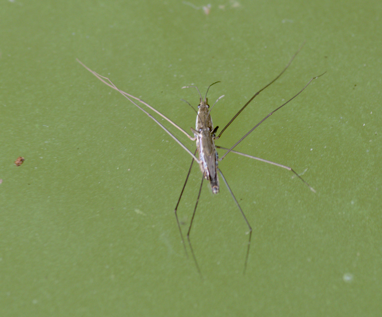 Gerridae - molnárpoloskák