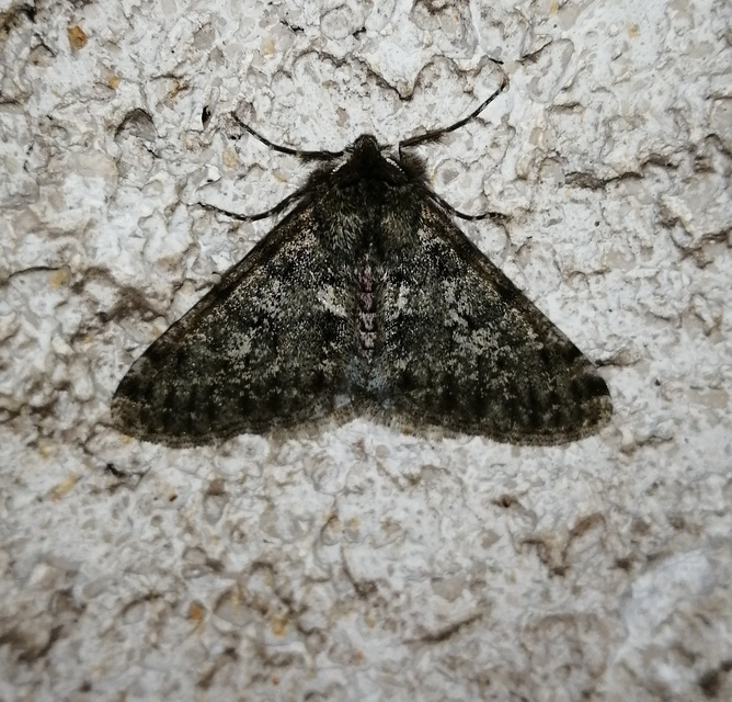 Apocheima pilosaria - zöldes tavasziaraszoló