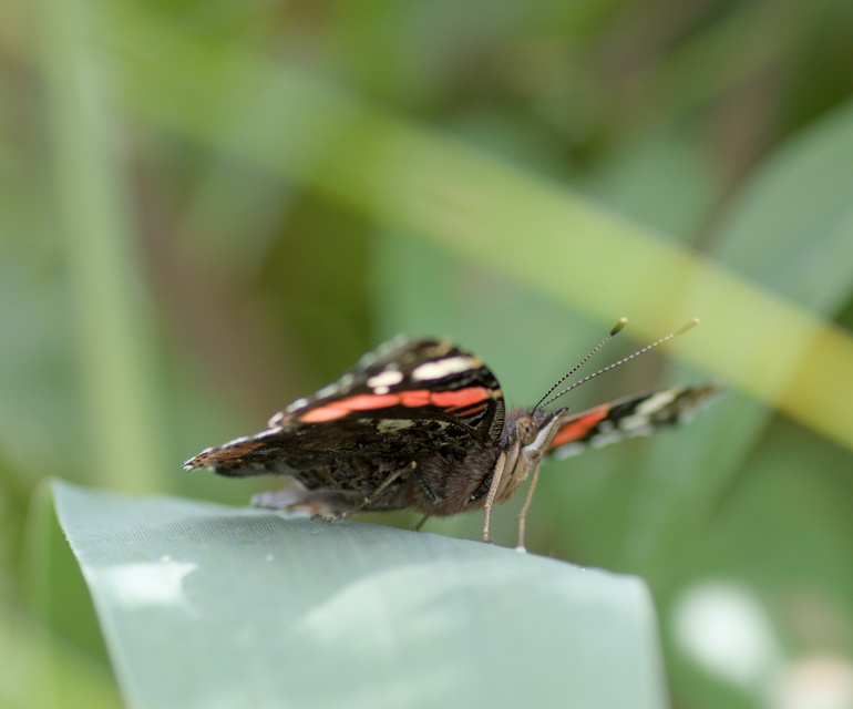 Vanessa atalanta - atalantalepke