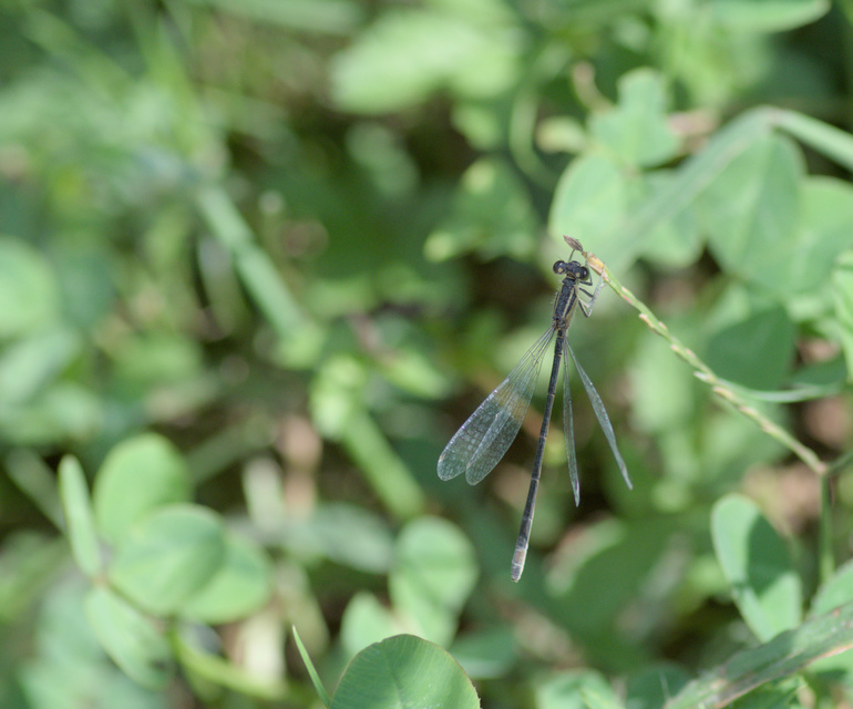 Ischnura elegans pontica - kéköves légivadász