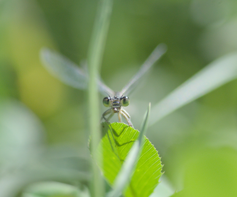 Ischnura elegans pontica - kéköves légivadász