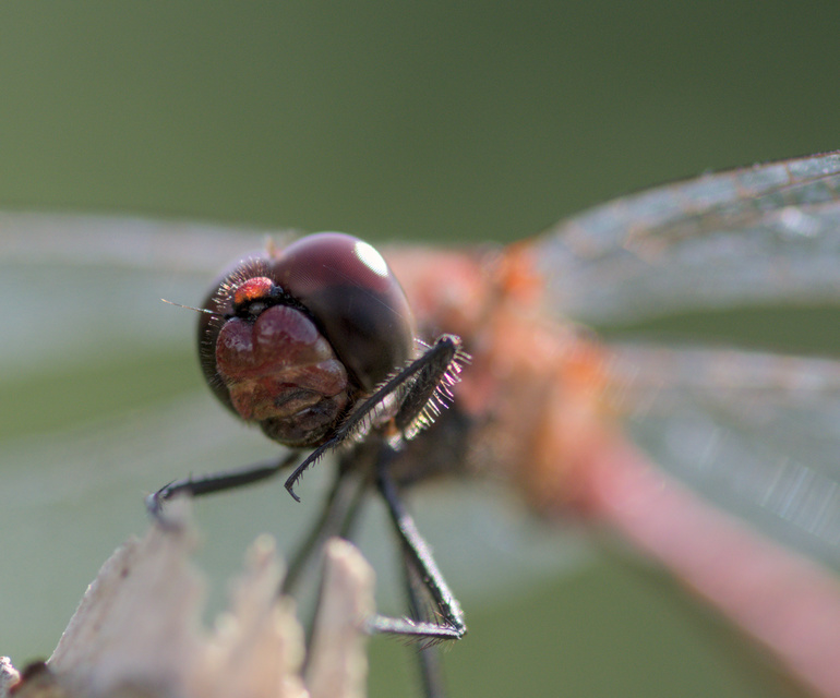 Sympetrum sanguineum - vörös katona-szitakötő