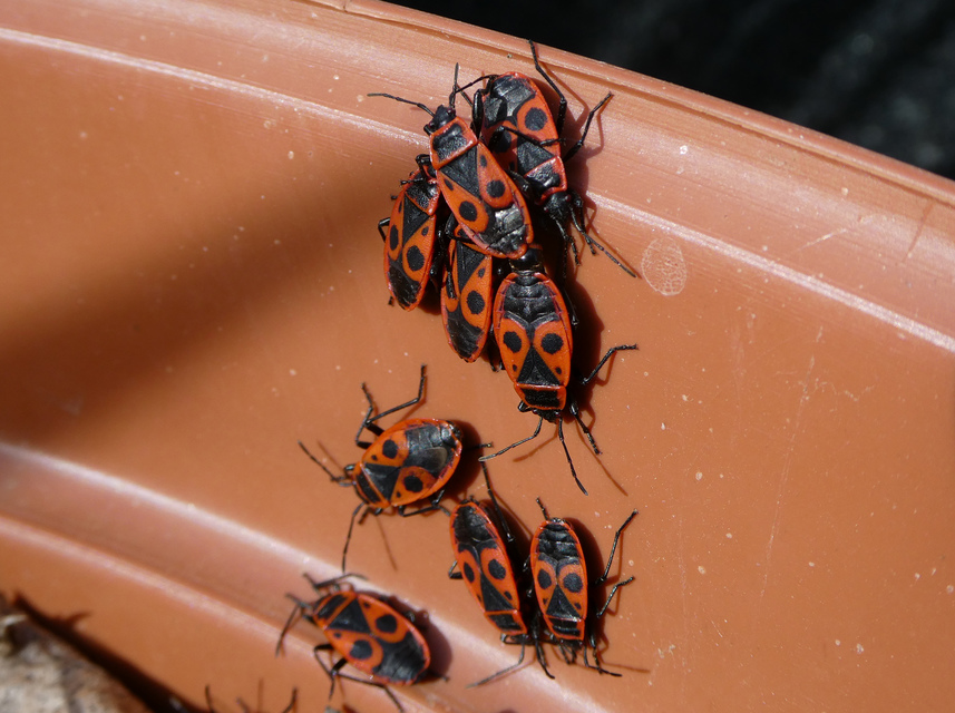 Pyrrhocoris apterus - verőköltő poloska