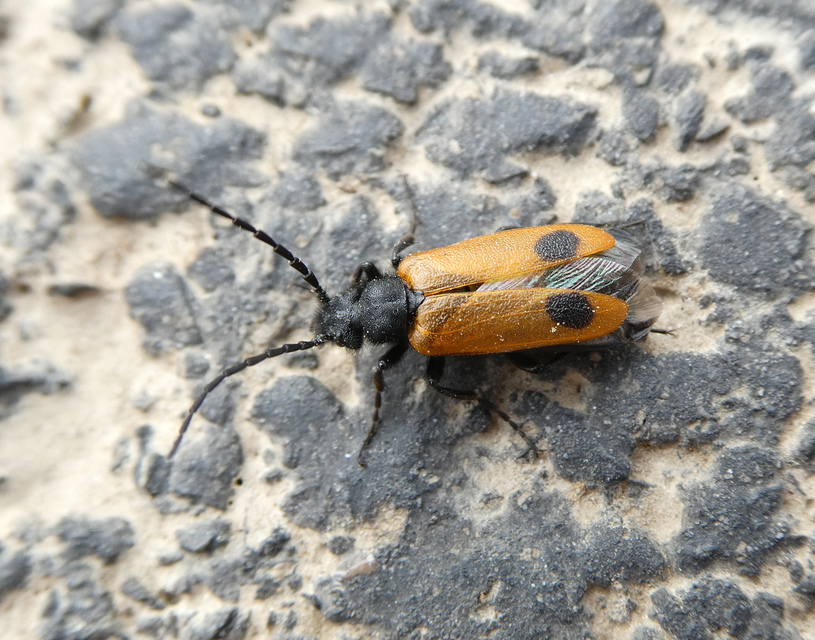 Apalus bimaculatus - kétfoltos élősdibogár