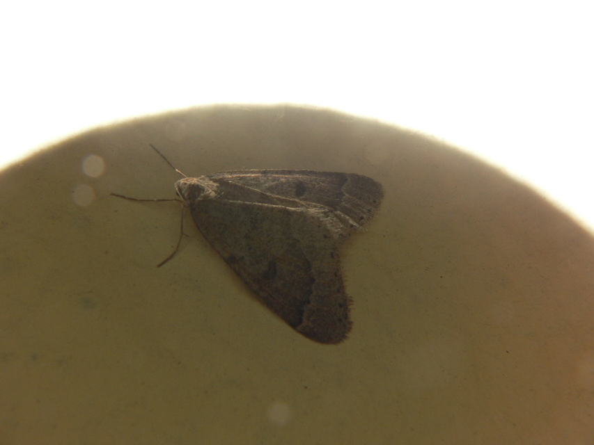 Theria rupicapraria - tavaszi kökényaraszoló