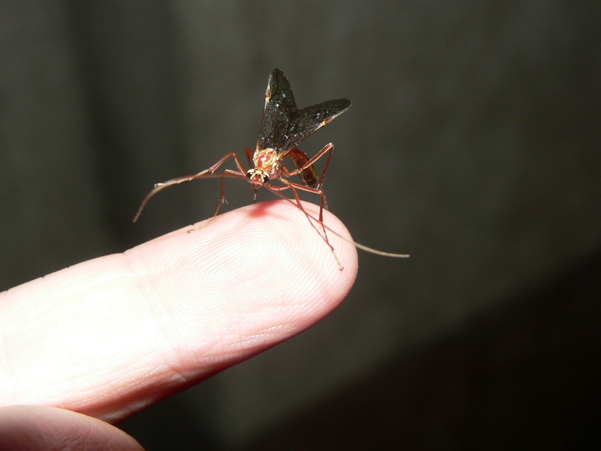 Ophion obscuratus