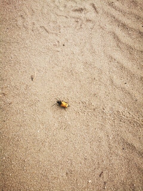 Apalus bimaculatus - kétfoltos élősdibogár