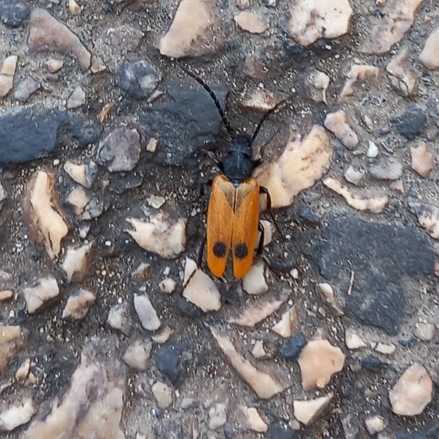 Apalus bimaculatus - kétfoltos élősdibogár