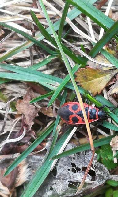 Pyrrhocoris apterus - verőköltő poloska