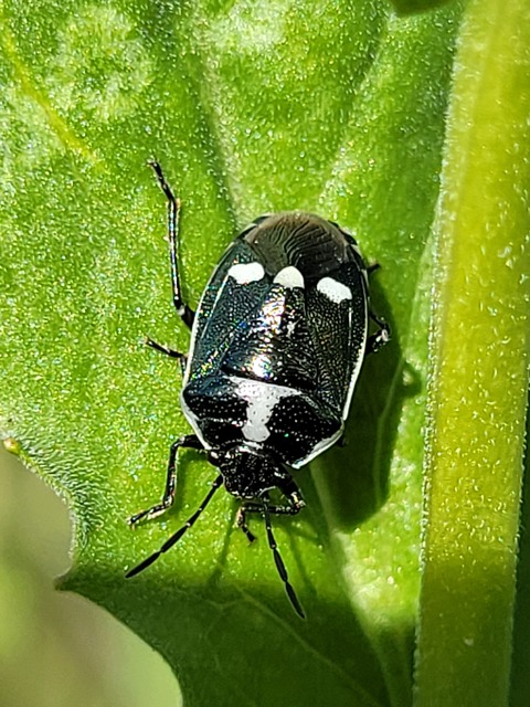 Eurydema oleracea - paréjpoloska Eurydema oleracea - paréjpoloska