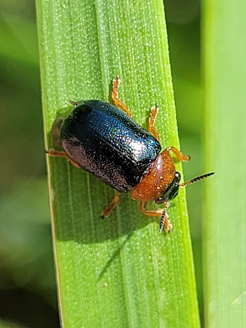 Smaragdina
