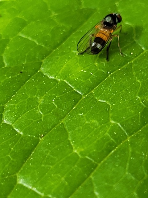 Platypezidae - kormoslegyek