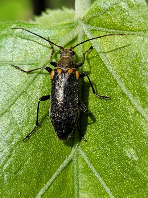 Cortodera humeralis - négyfoltos cserjecincér