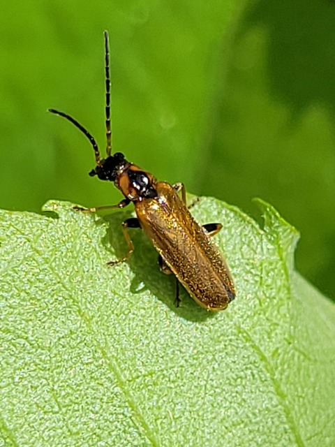 Rhagonycha nigriventris - feketecombú lágybogár Rhagonycha nigriventris - feketecombú lágybogár