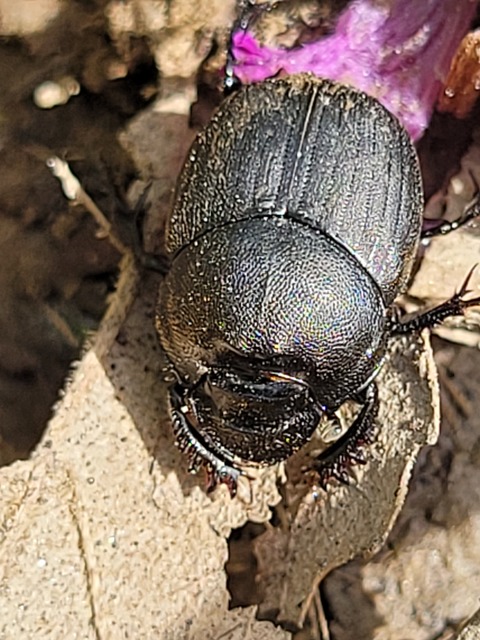 Onthophagus verticicornis - fekete trágyatúró