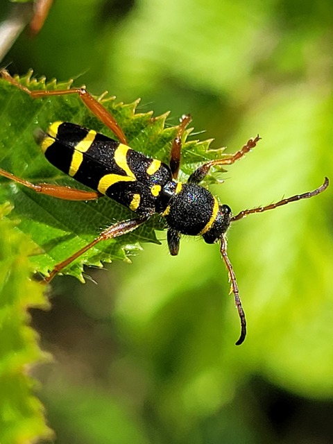 Clytus arietis - közönséges darázscincér