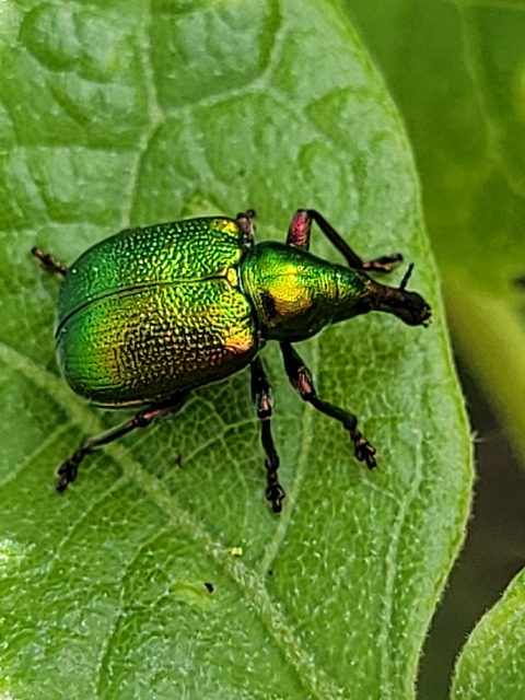 Byctiscus populi - nyárfa-levélsodró