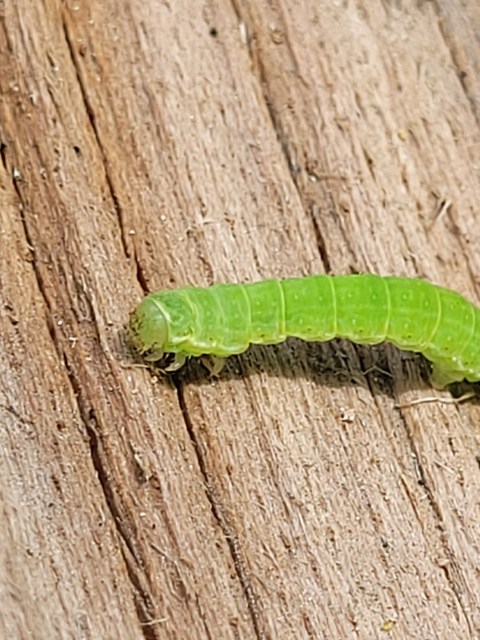 Epirrita