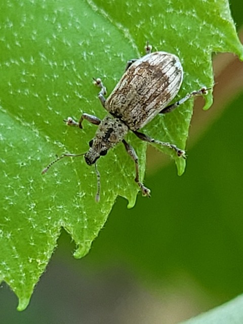 Polydrusus tereticollis - szalagos lombormányos