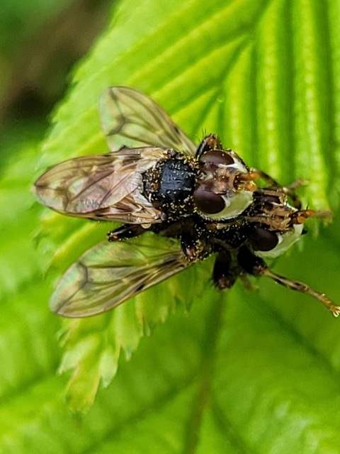 Myopa
