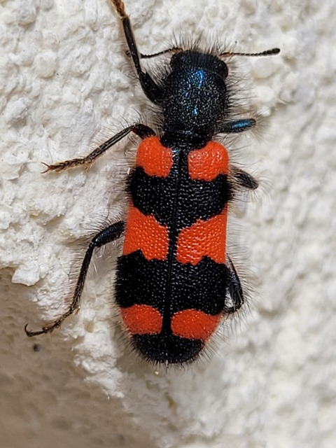 Trichodes favarius - hatfoltos méhészbogár